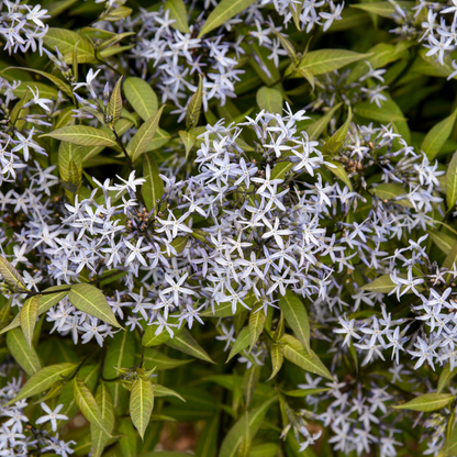 'Storm Cloud' Bluestar (Amsonia tabernaemontana)