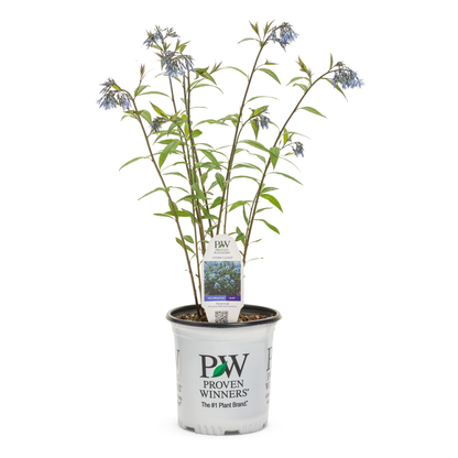 'Storm Cloud' Bluestar (Amsonia tabernaemontana)