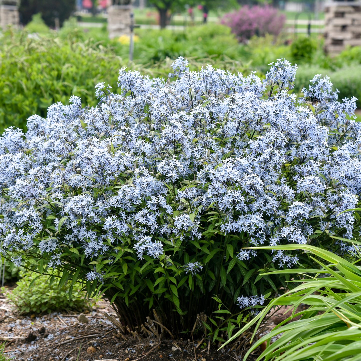 'Storm Cloud' Bluestar (Amsonia tabernaemontana)