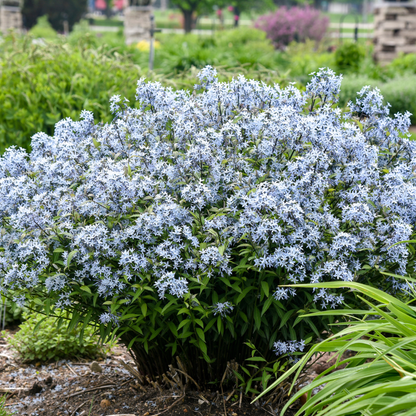 'Storm Cloud' Bluestar (Amsonia tabernaemontana)