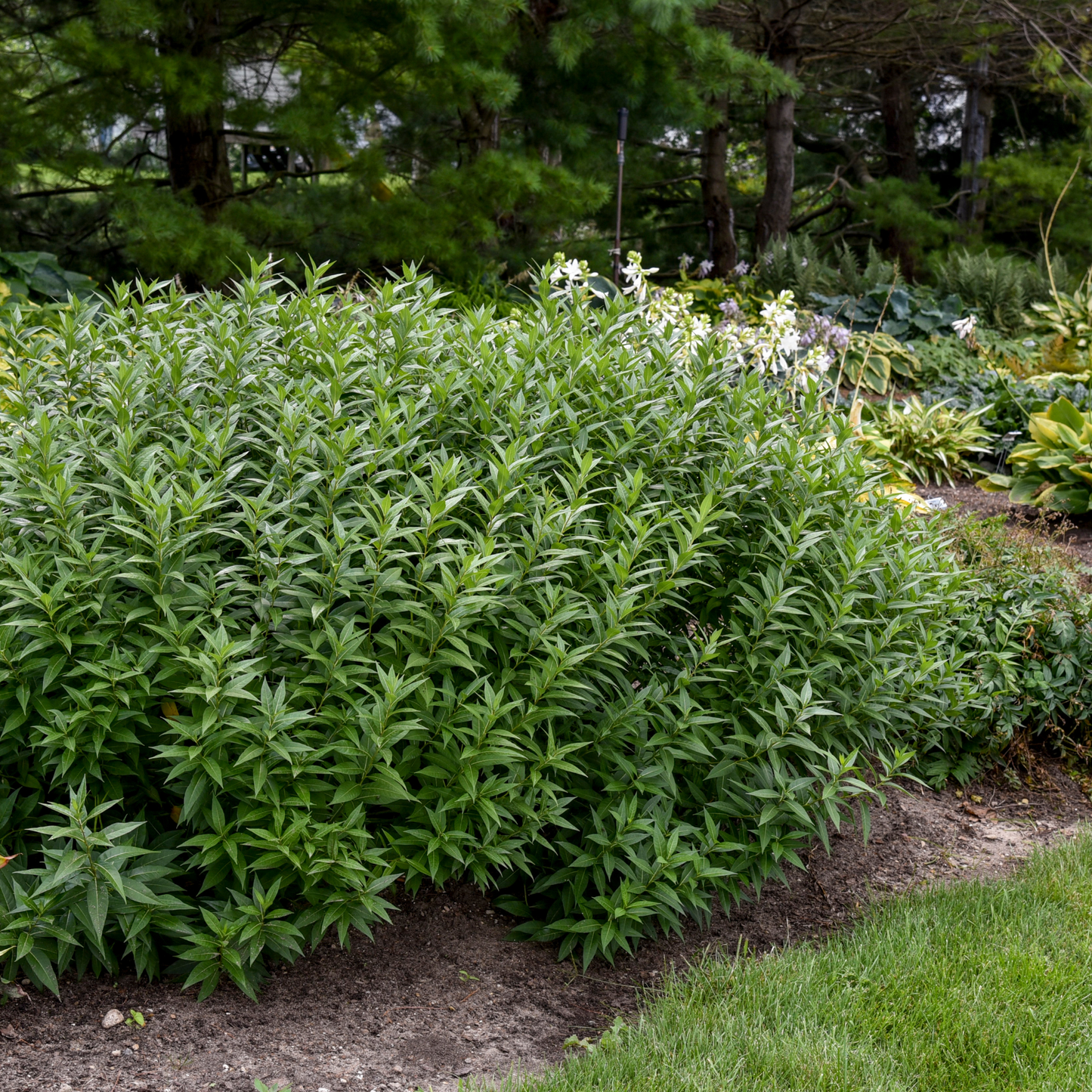 'Storm Cloud' Bluestar (Amsonia tabernaemontana)