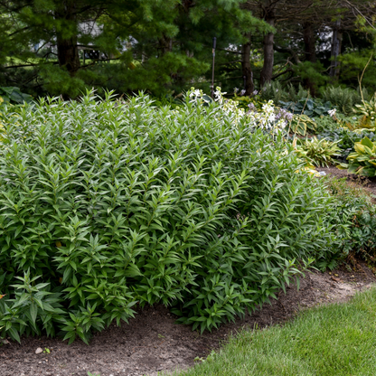 'Storm Cloud' Bluestar (Amsonia tabernaemontana)