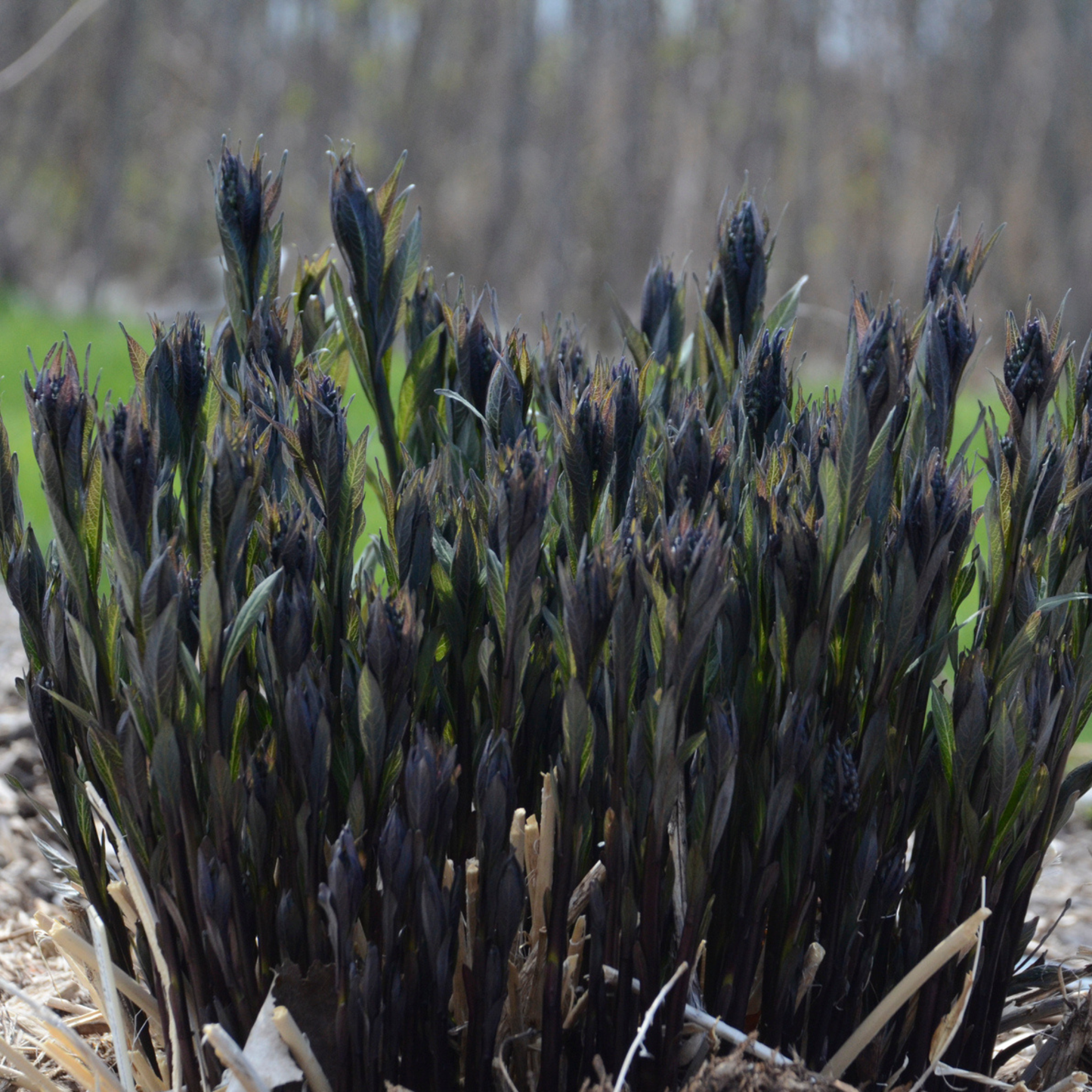 'Storm Cloud' Bluestar (Amsonia tabernaemontana)