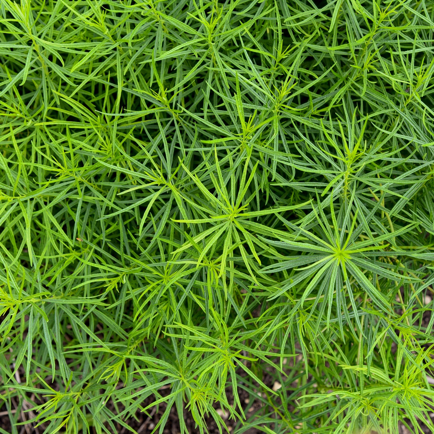 'String Theory' Bluestar (Amsonia hybrid)