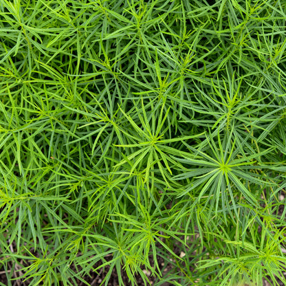 'String Theory' Bluestar (Amsonia hybrid)