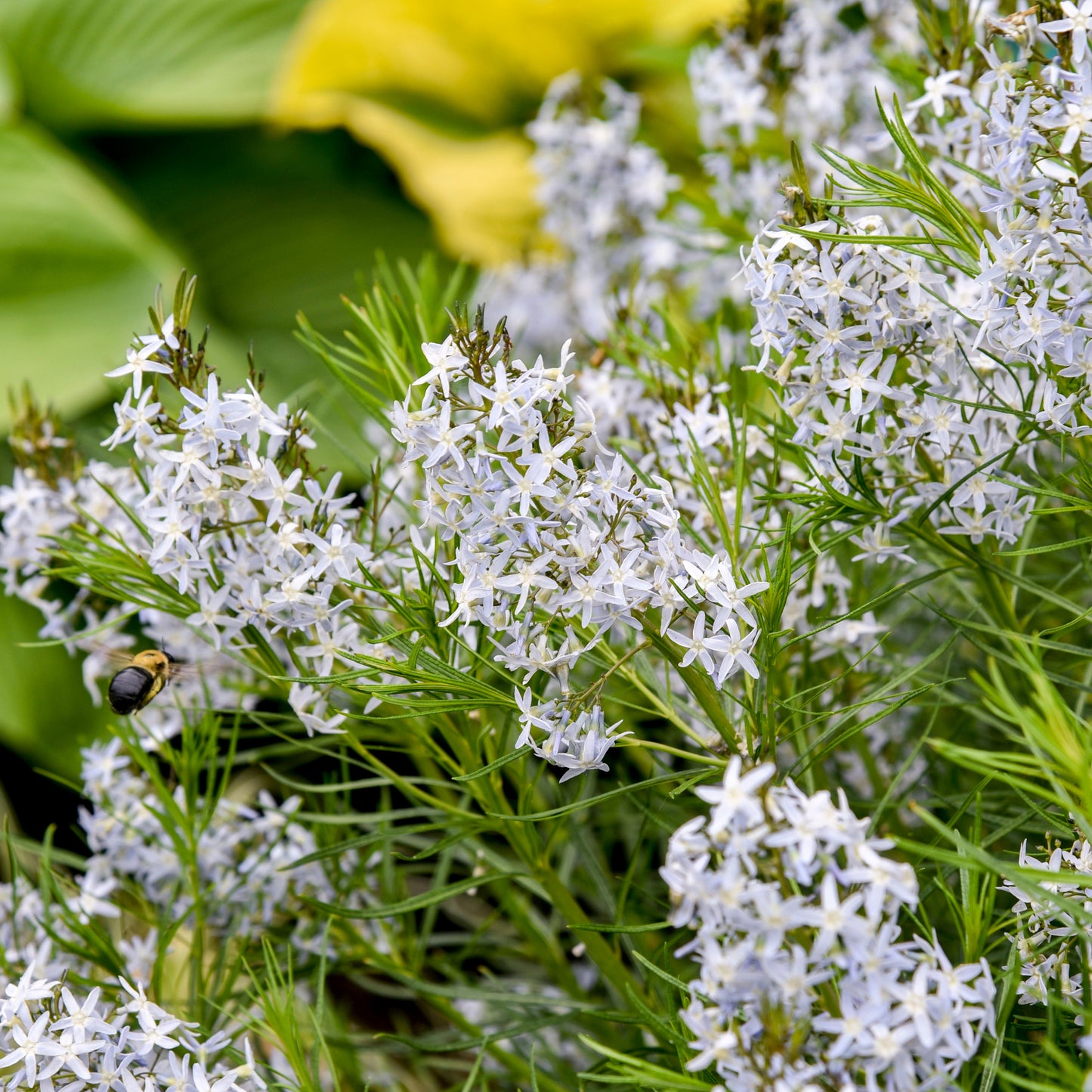 'String Theory' Bluestar (Amsonia hybrid)