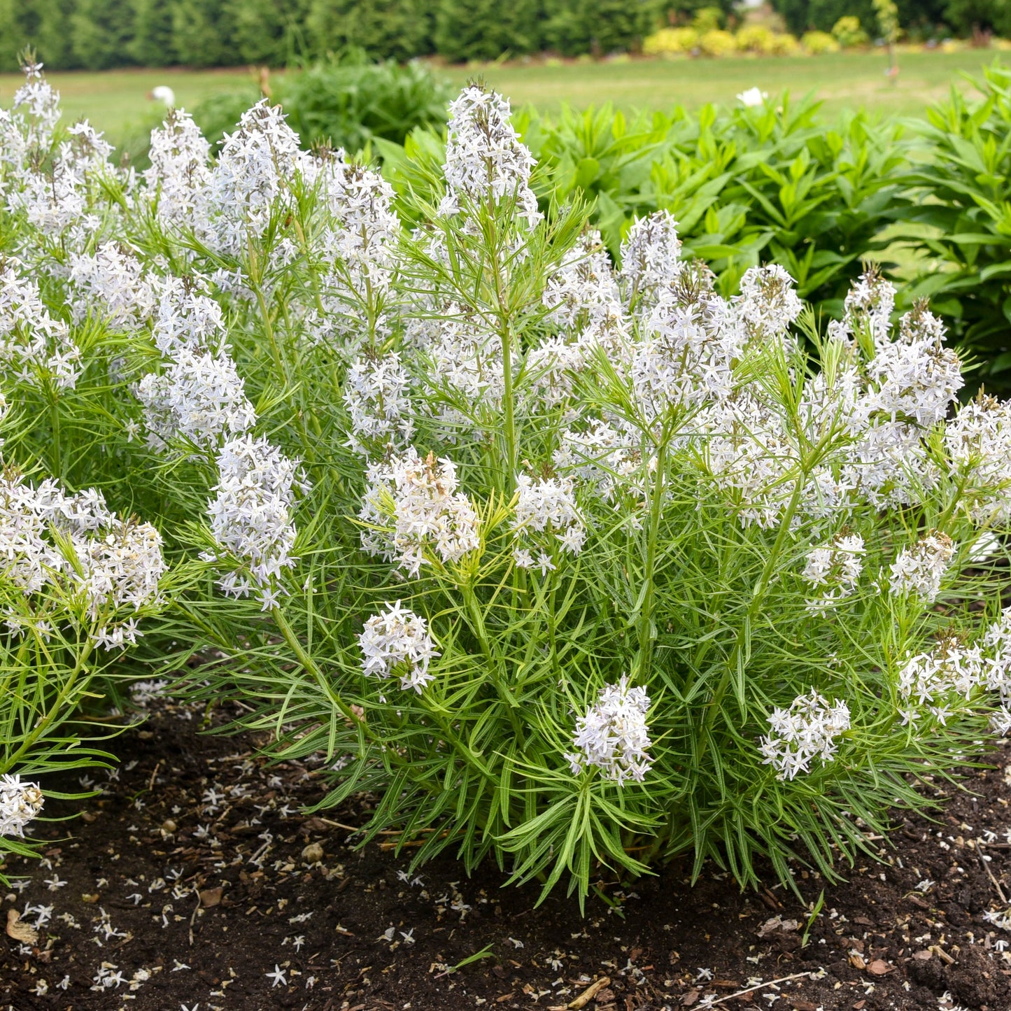'String Theory' Bluestar (Amsonia hybrid)