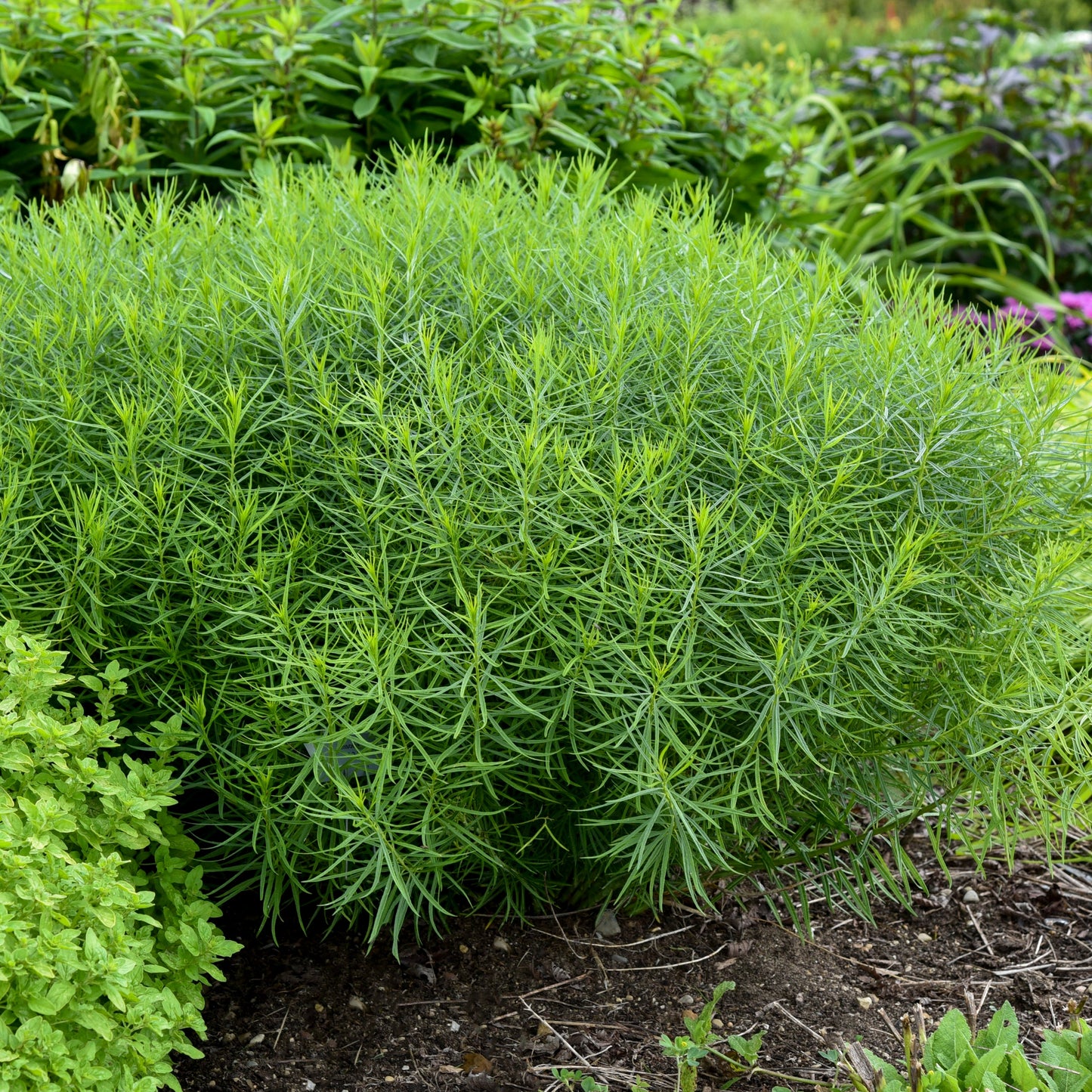 'String Theory' Bluestar (Amsonia hybrid)