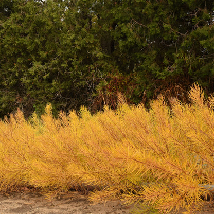 'String Theory' Bluestar (Amsonia hybrid)