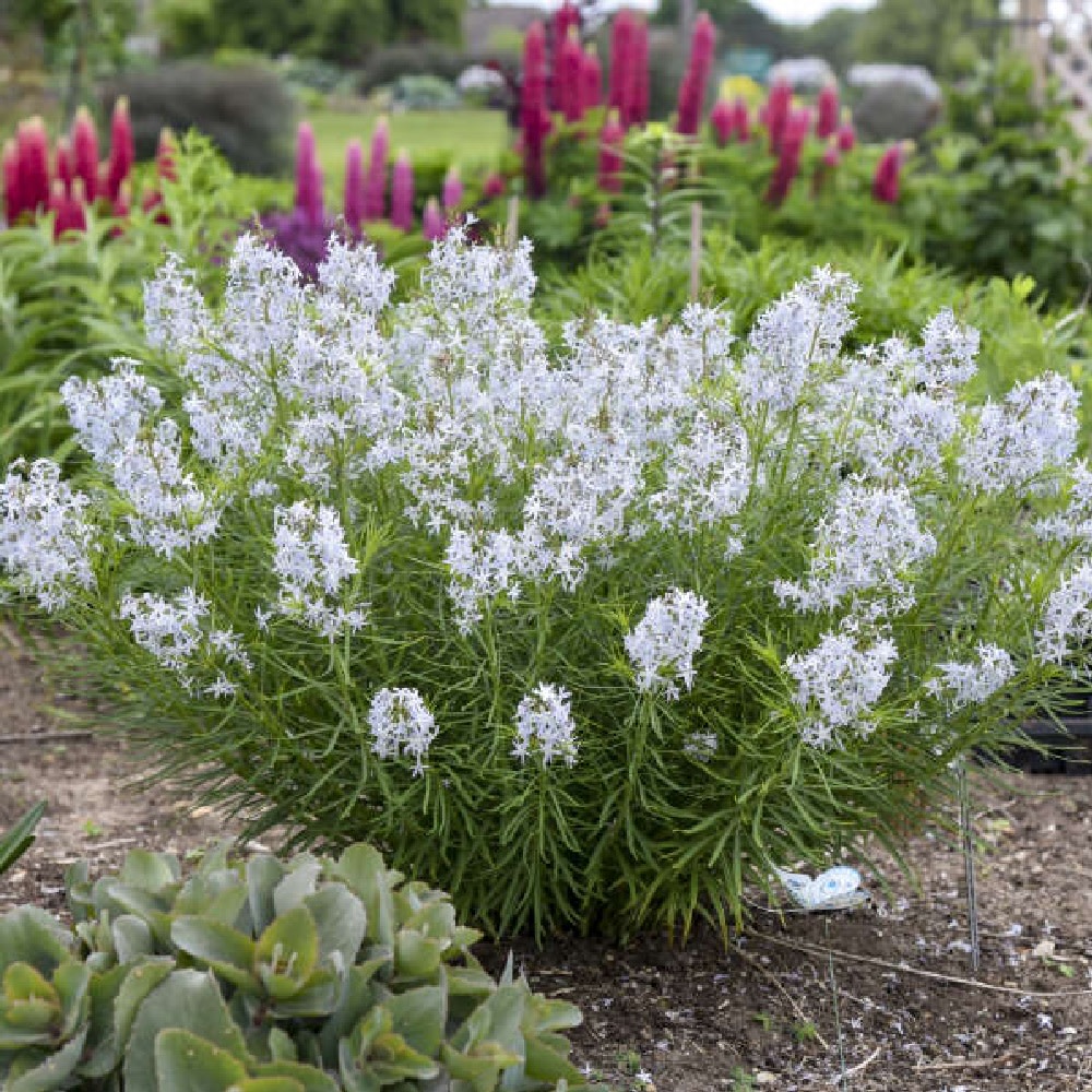 'String Theory' Bluestar (Amsonia hybrid)