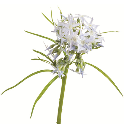 'String Theory' Bluestar (Amsonia hybrid)