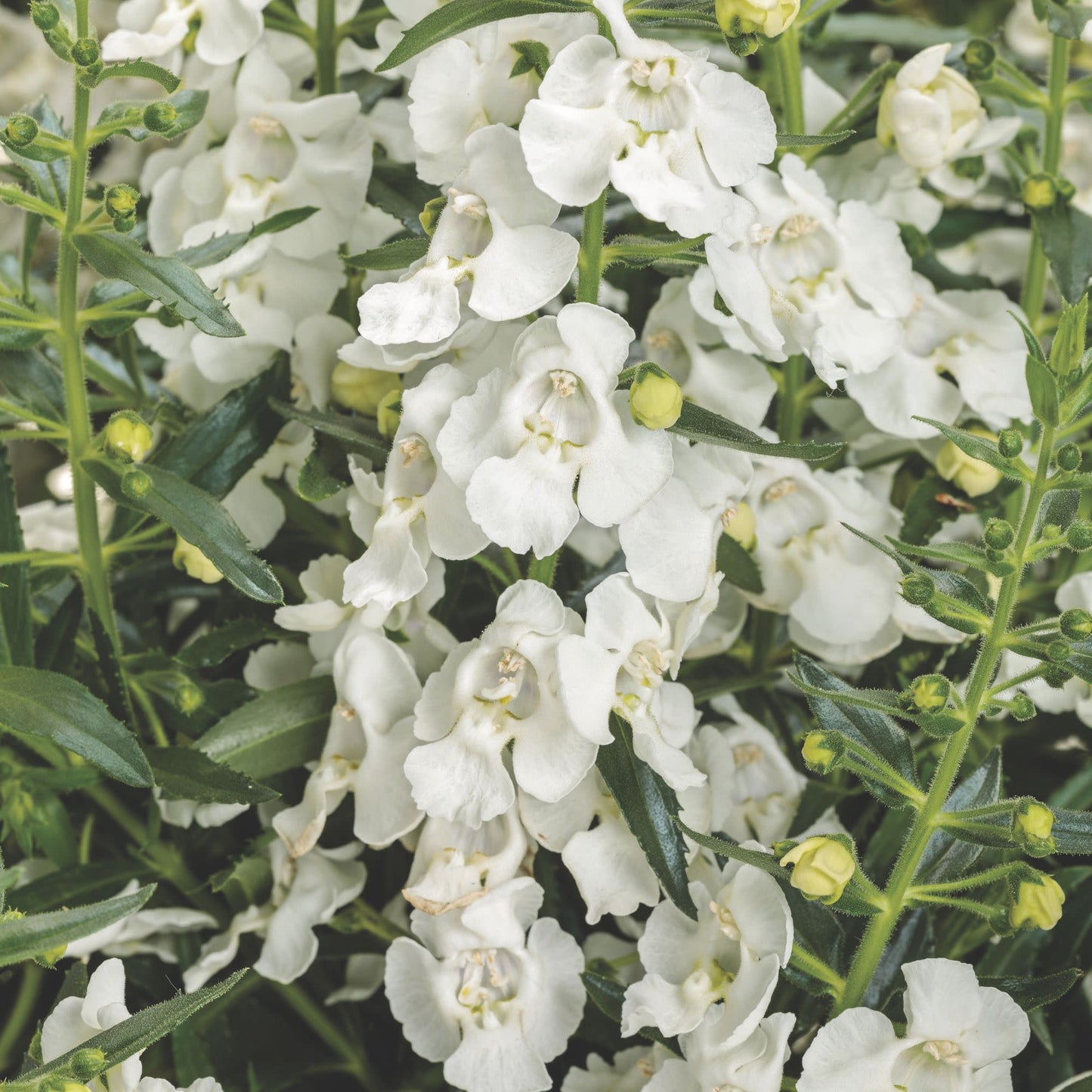 Limited Edition Royale™ | Angelface® White Summer Snapdragon (Angelonia)