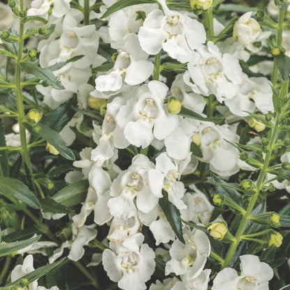 Limited Edition Royale™ | Angelface® White Summer Snapdragon (Angelonia)