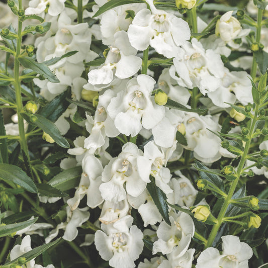 Limited Edition Royale™ | Angelface® White Summer Snapdragon (Angelonia)