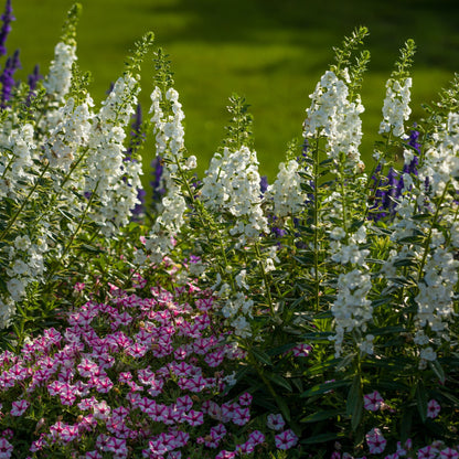 Limited Edition Royale™ | Angelface® White Summer Snapdragon (Angelonia)
