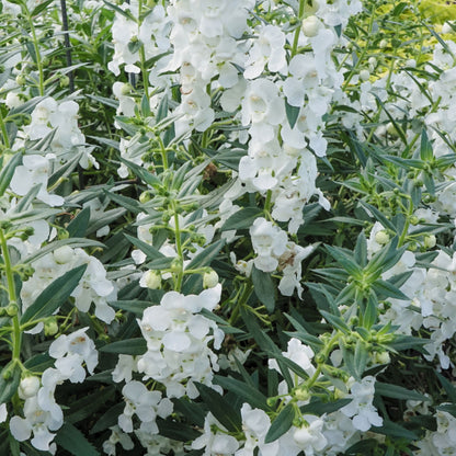 Limited Edition Royale™ | Angelface® White Summer Snapdragon (Angelonia)