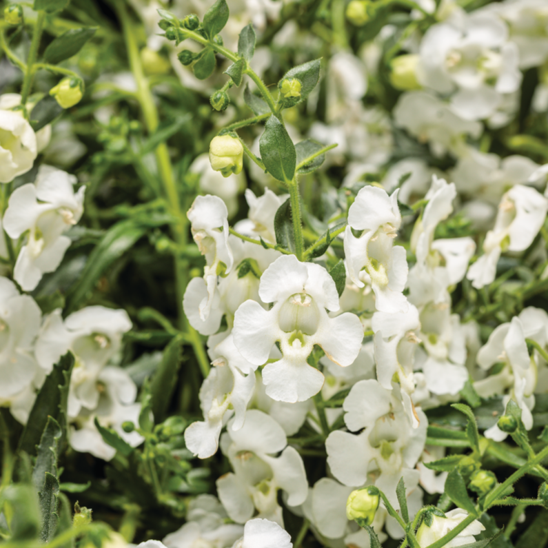 Angelface White Angelface White Summer Snapdragon up close.