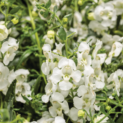 Angelface White Angelface White Summer Snapdragon up close.