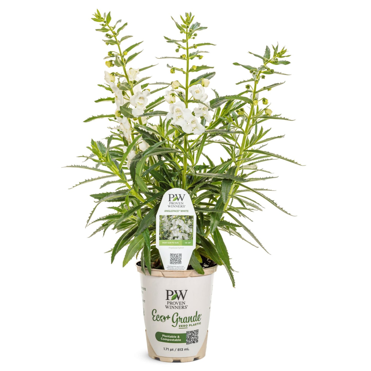 Angelface® White Summer Snapdragon (Angelonia)