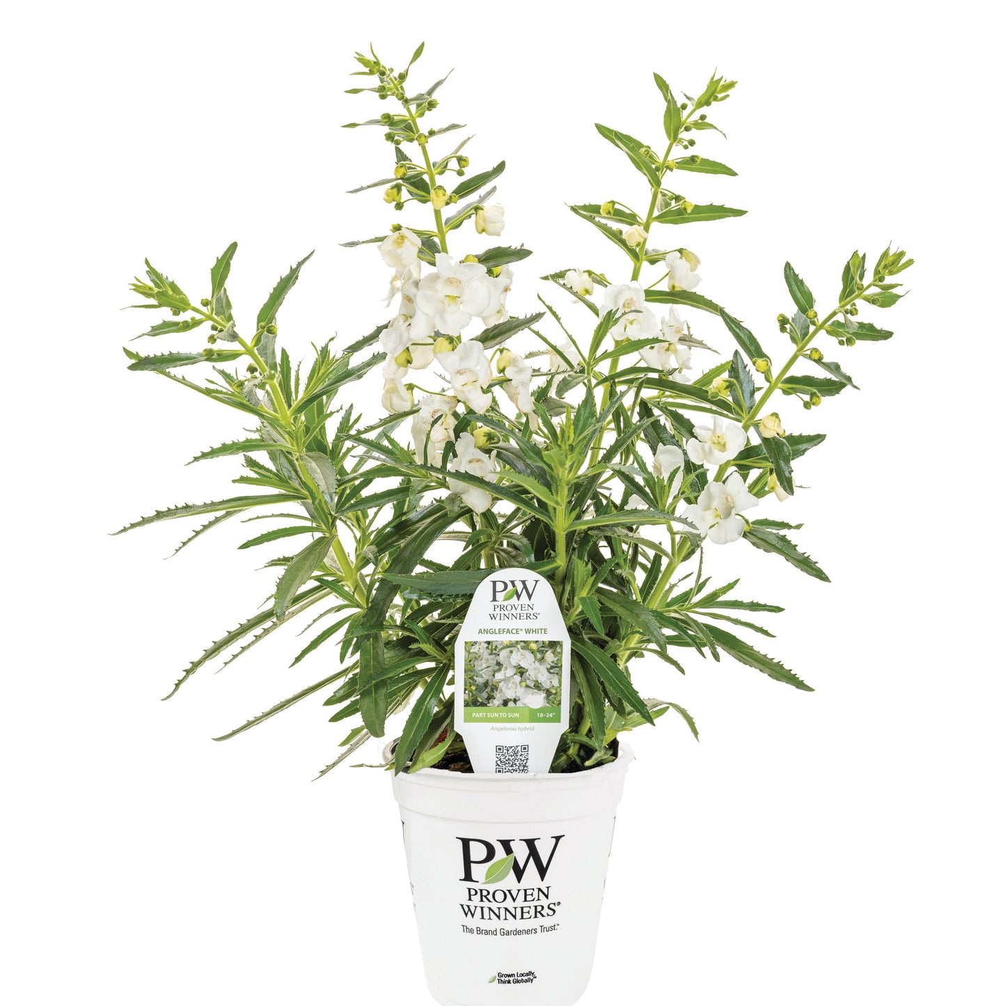 Limited Edition Royale™ | Angelface® White Summer Snapdragon (Angelonia)
