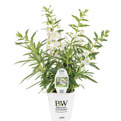 Limited Edition Royale™ | Angelface® White Summer Snapdragon (Angelonia)
