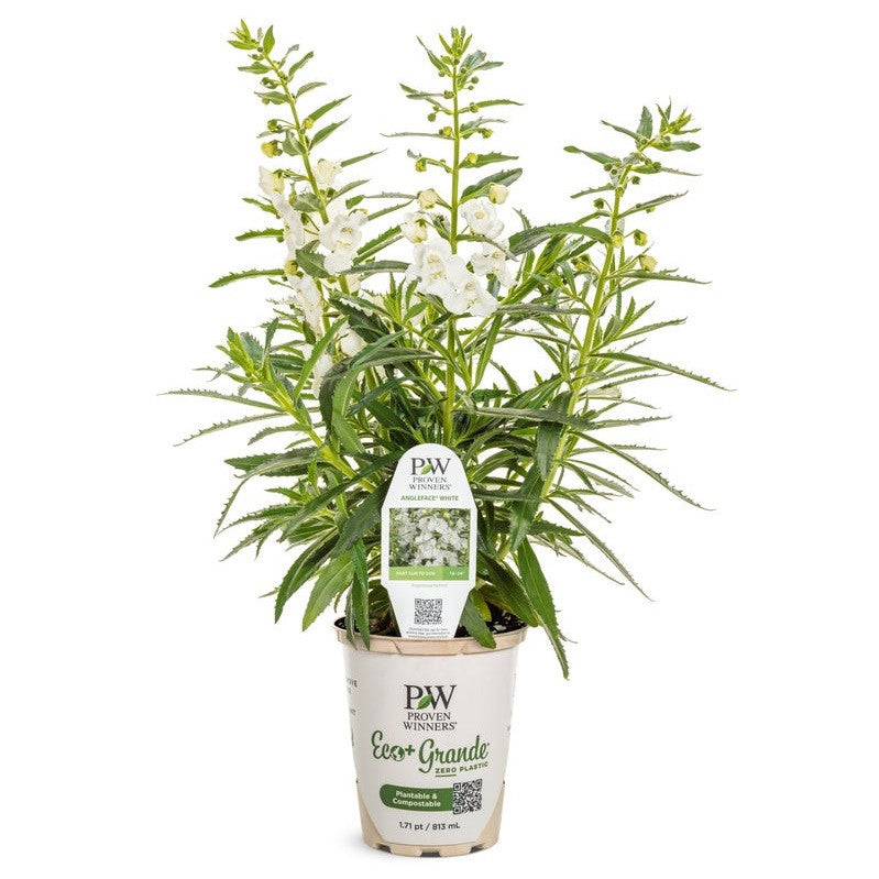 Angelface White in pot.