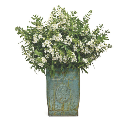 Limited Edition Royale™ | Angelface® White Summer Snapdragon (Angelonia)