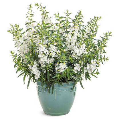 Limited Edition Royale™ | Angelface® White Summer Snapdragon (Angelonia)