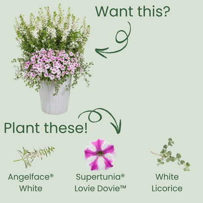 Limited Edition Royale™ | Angelface® White Summer Snapdragon (Angelonia)