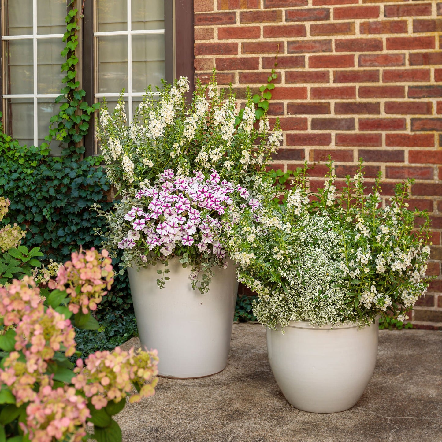 Limited Edition Royale™ | Angelface® White Summer Snapdragon (Angelonia)
