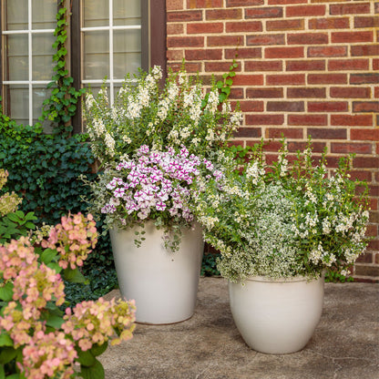 Angelface® White Summer Snapdragon (Angelonia)