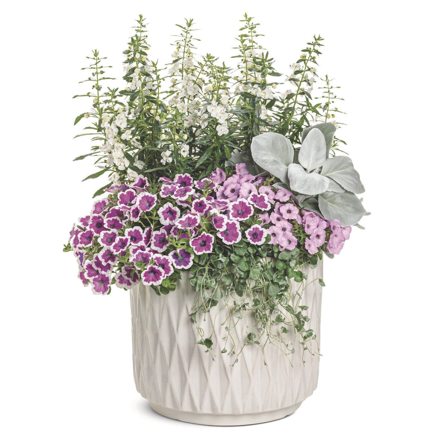 Limited Edition Royale™ | Angelface® White Summer Snapdragon (Angelonia)