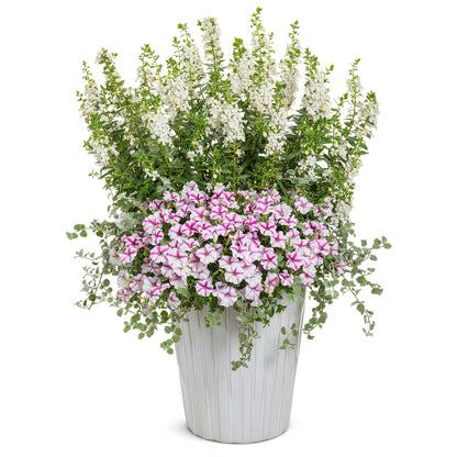 Limited Edition Royale™ | Angelface® White Summer Snapdragon (Angelonia)