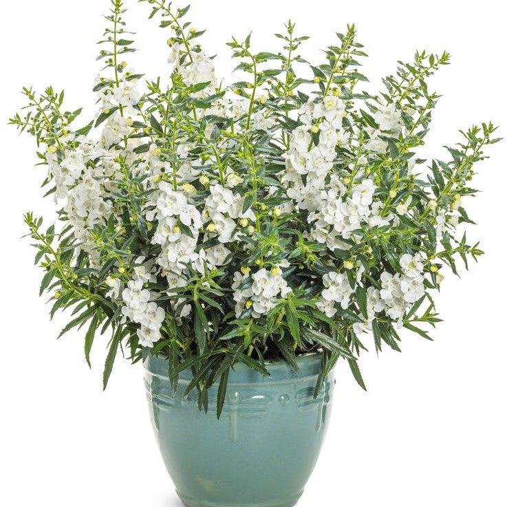 Angelface White Angelface White Summer Snapdragon in use.