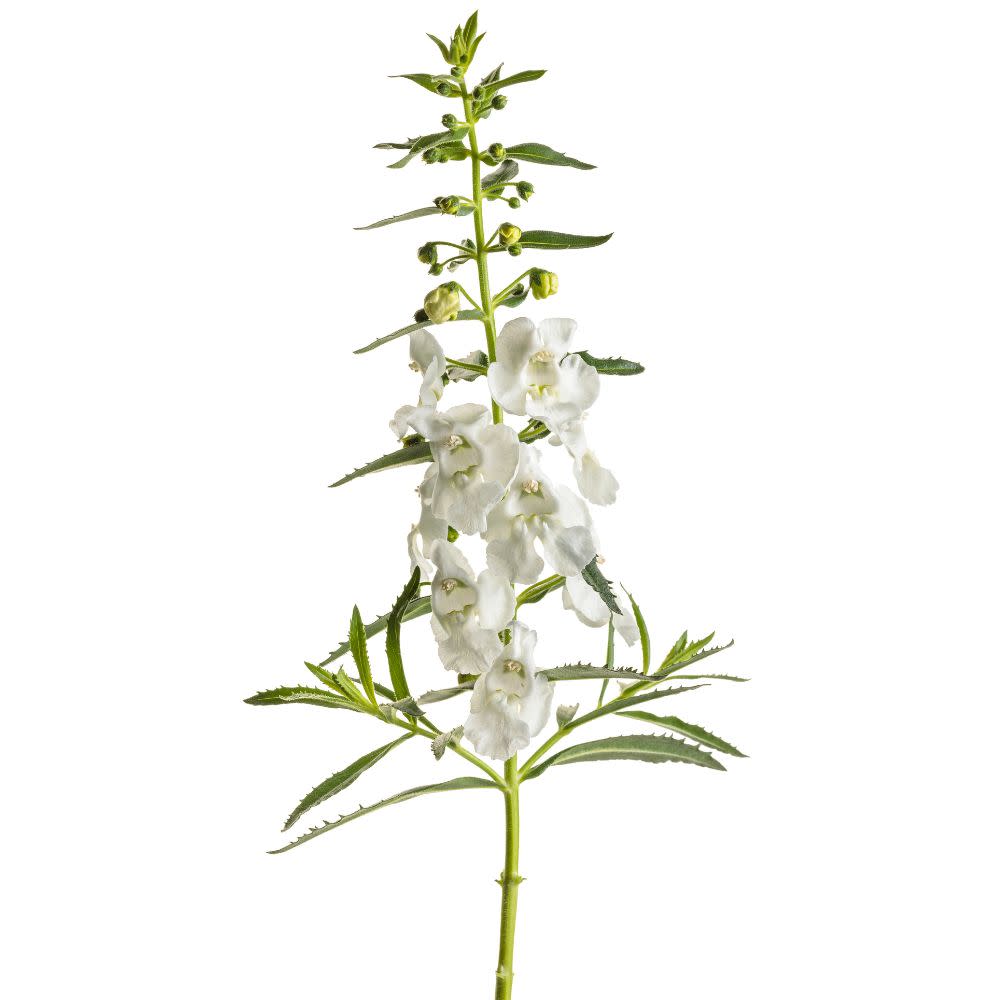 Angelface® White Summer Snapdragon (Angelonia hybrid) | Proven Winners® New Variety 2025