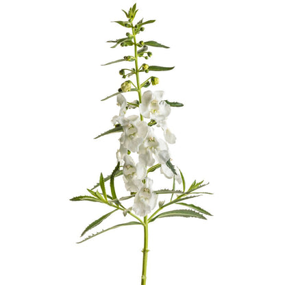 Limited Edition Royale | Angelface® White Summer Snapdragon (Angelonia hybrid)