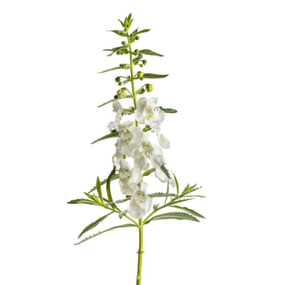 Limited Edition Royale™ | Angelface® White Summer Snapdragon (Angelonia)