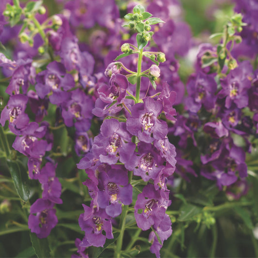 Angelface® Blue Summer Snapdragon (Angelonia)