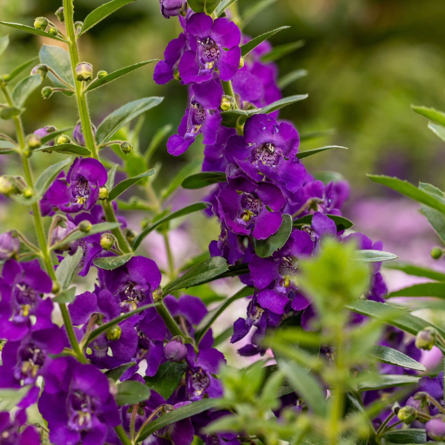 Limited Edition Royale™ | Angelface® Blue Summer Snapdragon (Angelonia)