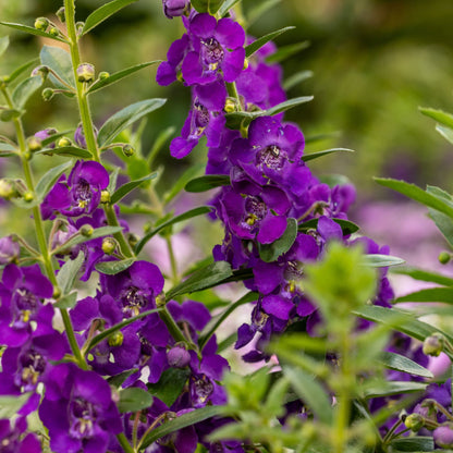 Limited Edition Royale™ | Angelface® Blue Summer Snapdragon (Angelonia)