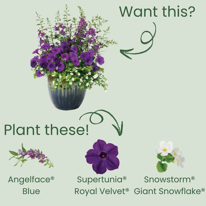 Limited Edition Royale™ | Angelface® Blue Summer Snapdragon (Angelonia)