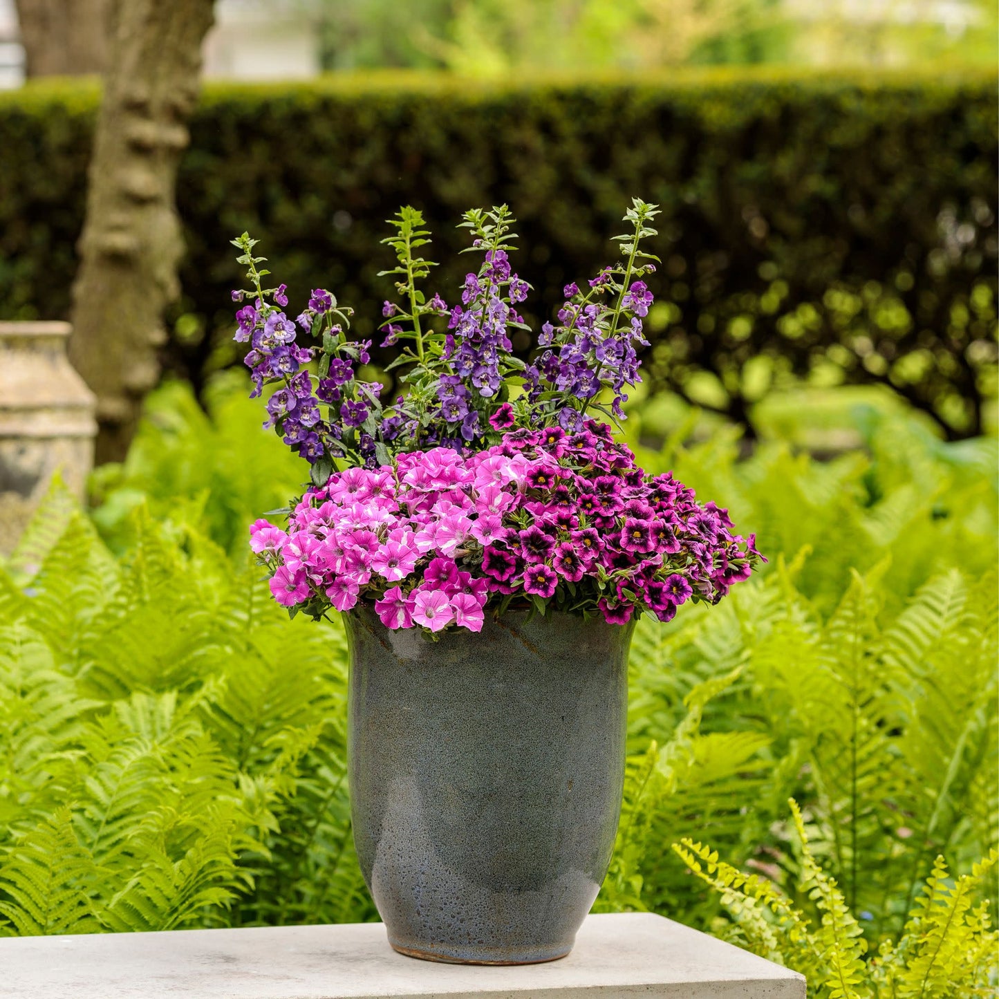 Limited Edition Royale™ | Angelface® Blue Summer Snapdragon (Angelonia)