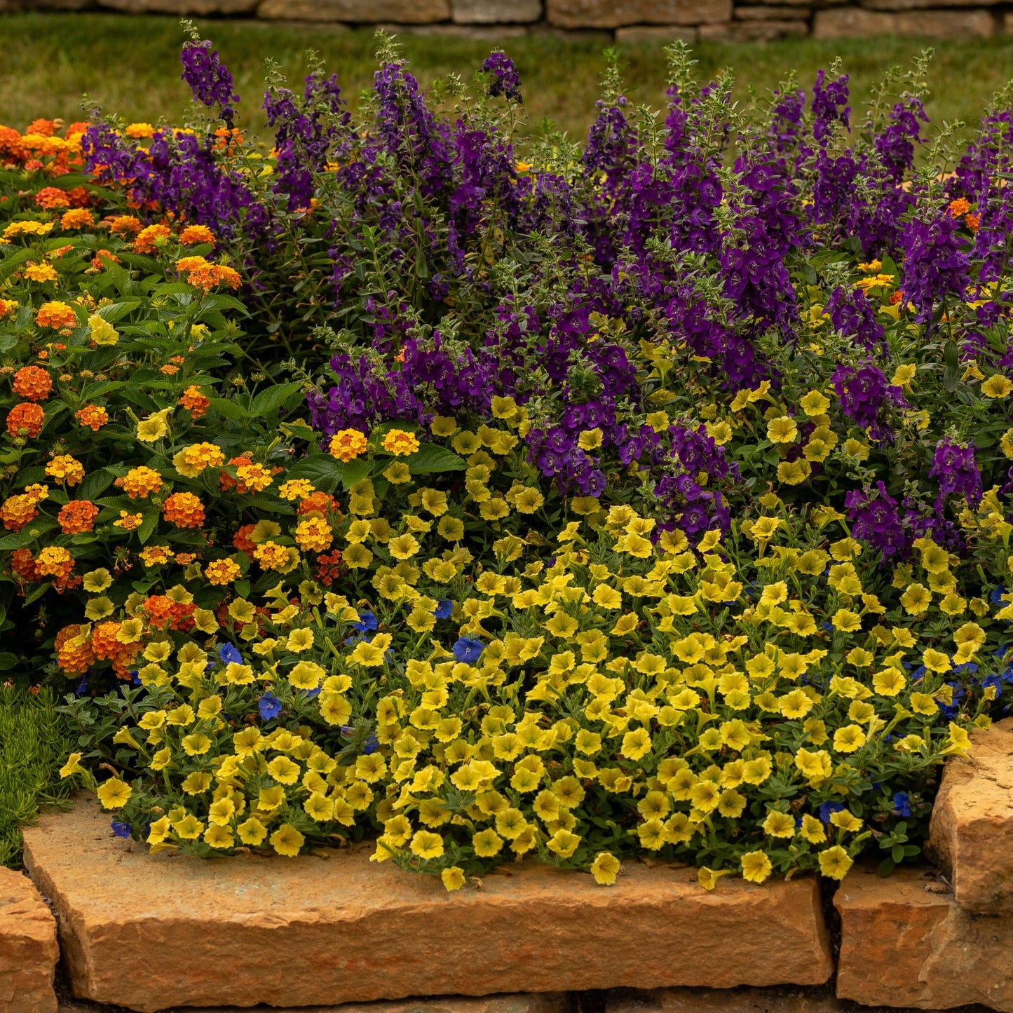 Limited Edition Royale™ | Angelface® Blue Summer Snapdragon (Angelonia)