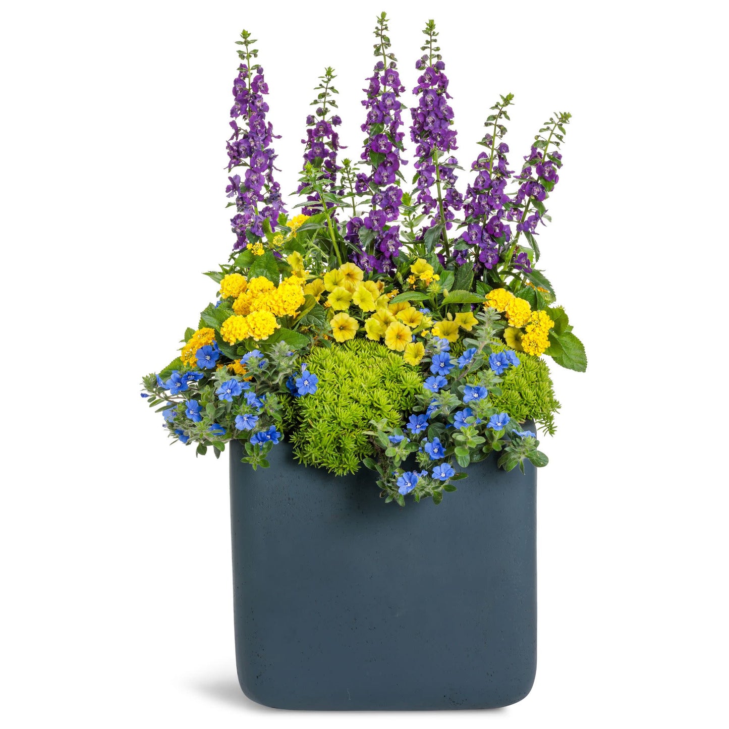 Limited Edition Royale™ | Angelface® Blue Summer Snapdragon (Angelonia)
