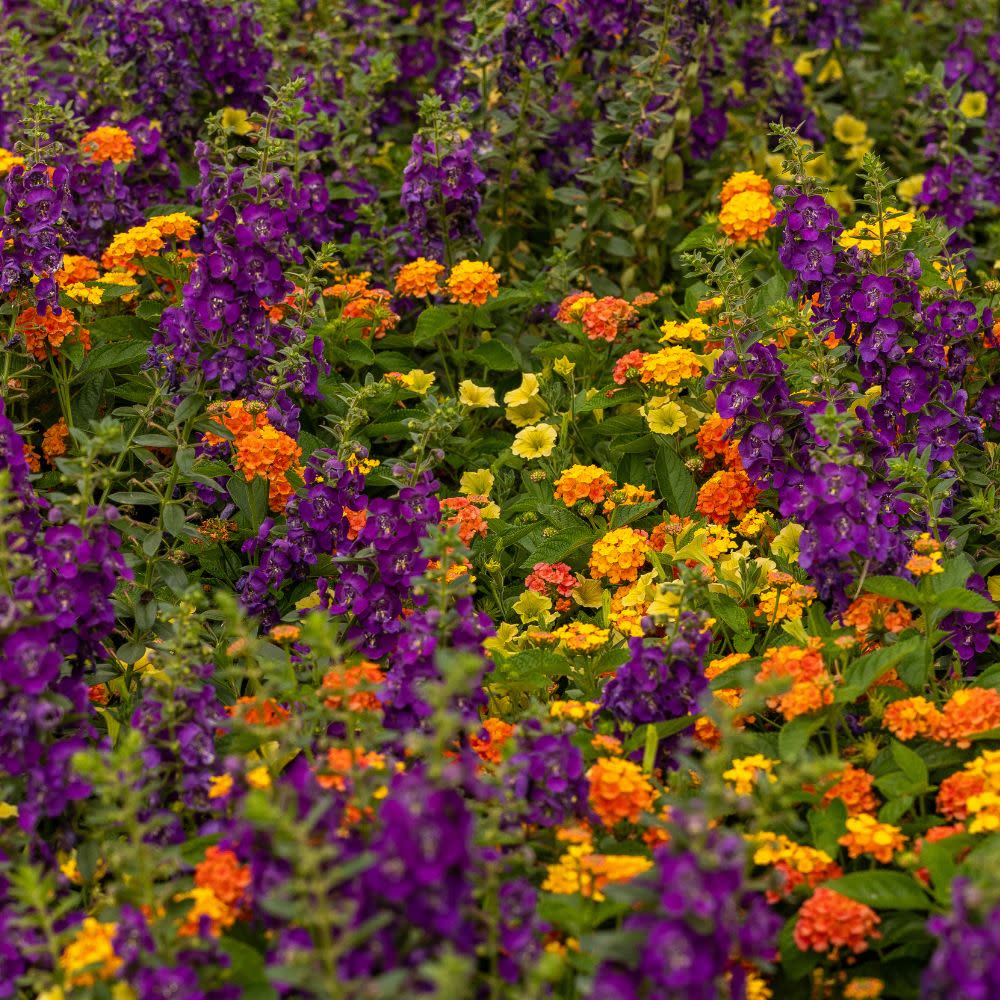 Limited Edition Royale™ | Angelface® Blue Summer Snapdragon (Angelonia)
