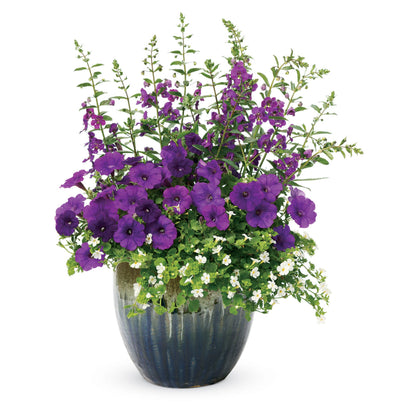 Limited Edition Royale™ | Angelface® Blue Summer Snapdragon (Angelonia)