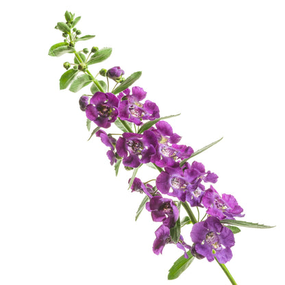 Limited Edition Royale™ | Angelface® Blue Summer Snapdragon (Angelonia)