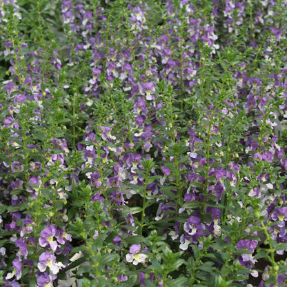 Angelface® Wedgwood Blue Summer Snapdragon (Angelonia)