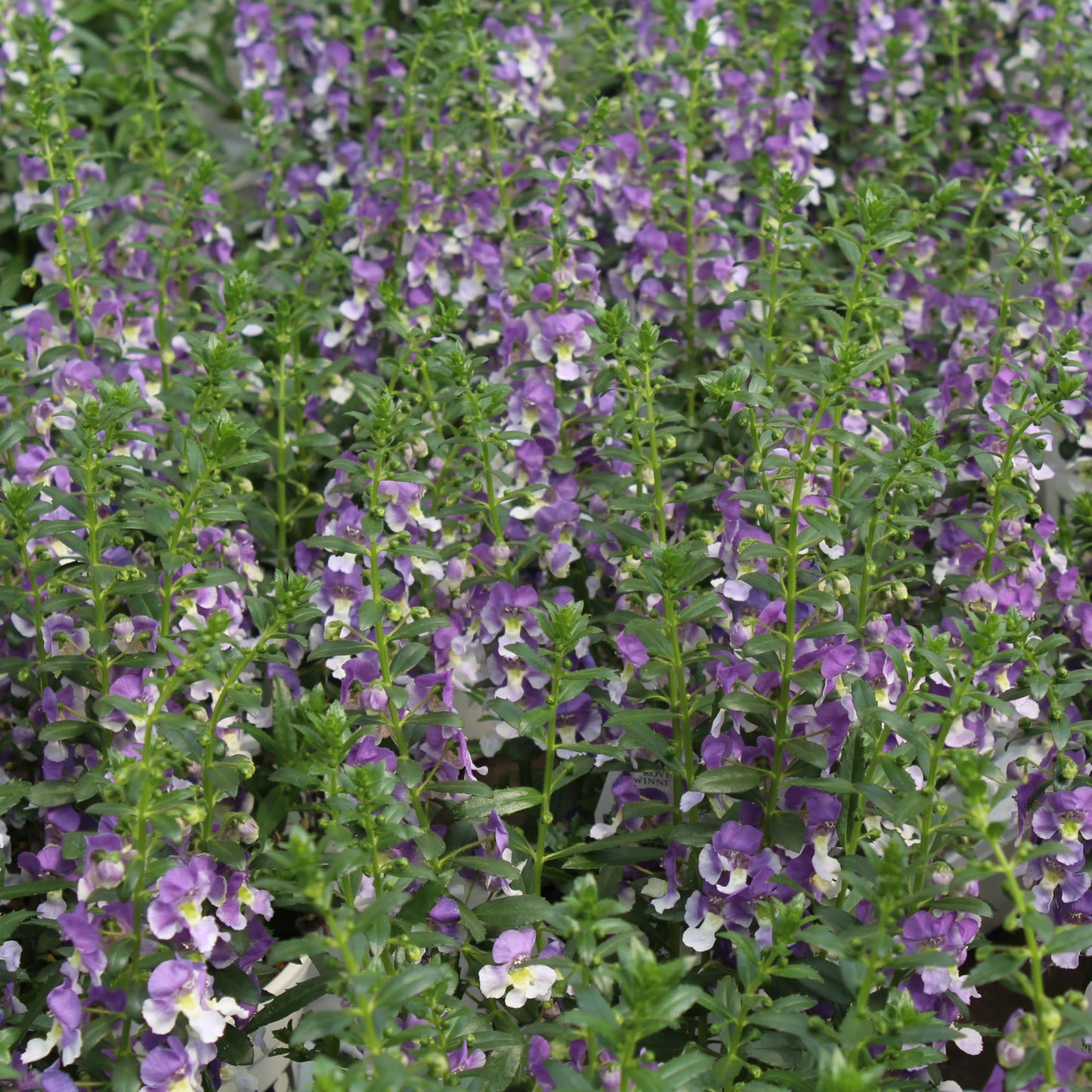 Limited Edition Royale™ | Angelface® Wedgwood Blue Summer Snapdragon (Angelonia)