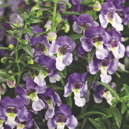 Limited Edition Royale™ | Angelface® Wedgwood Blue Summer Snapdragon (Angelonia)